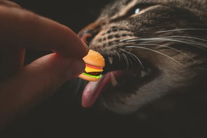 A hand feeding an emoji hamburger to a cat